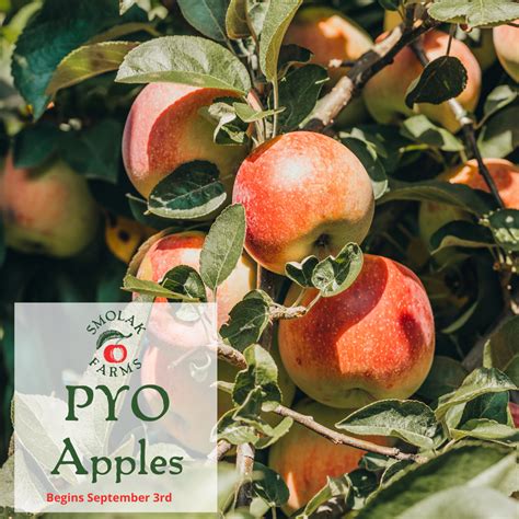 October 3, 2020 ·. PYO Sandringham Apples from the Orchards has now been extended until Sunday 11th October. The Orchards were started by King George VI in the 1930s and now fuel Sandringham Apple Juice made here on the Estate. Varieties available to pick include: Cox and Bramleys. Opening times: 1-5pm on Saturdays and 10am-5pm on …